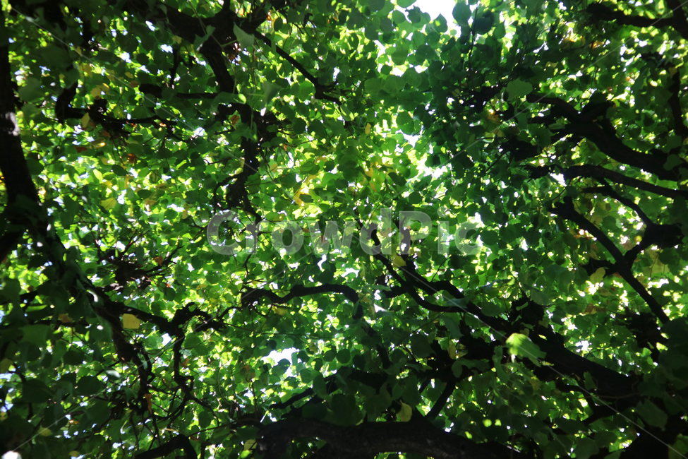 햇빛,sunshine,나무,tree,나뭇잎,잎사귀,leaf,초록,green,식물,plant,배경,풍경,나뭇가지,야외,공원,정원,식물,자연,plants,nature,나무,trees,wood
