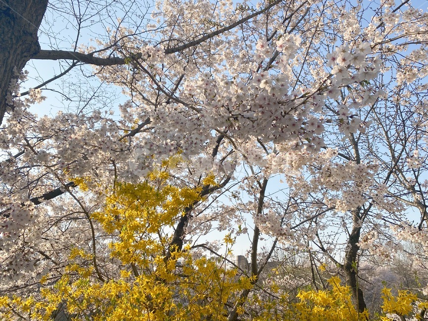 flower,꽃,벚꽃,cherryblossom,개나리,식물,plant,blossom,꽃놀이