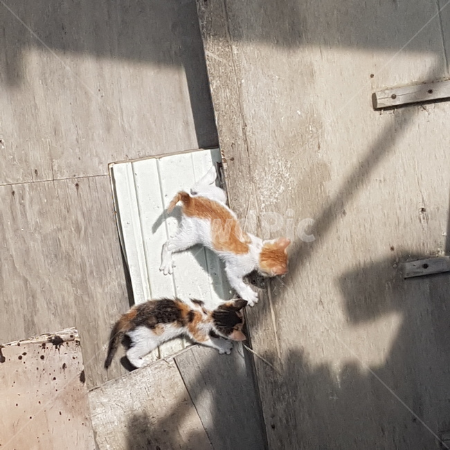 고양이,기지개,놀이,잡기,길고양이