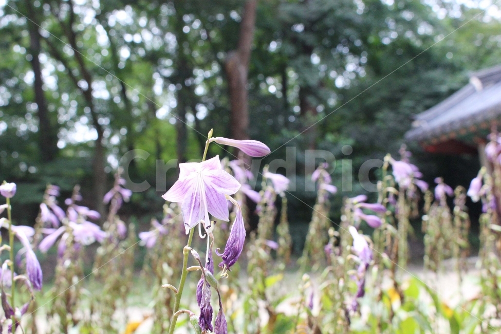 꽃,풀,식물,잎,자연,야외,공원,정원,보라,보라색,자주색,초록색,식물,자연,plants,nature,꽃,flower