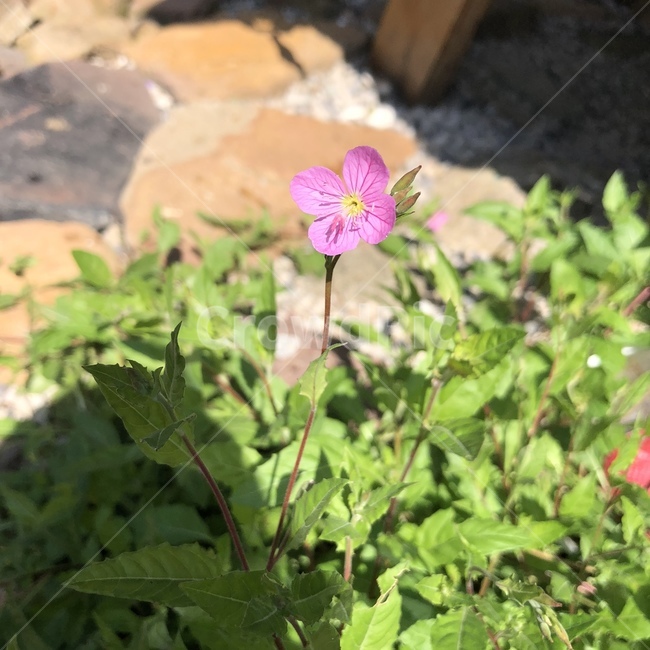 blossom,flower,꽃,plant,식물,들꽃,식물,자연,plants,nature,꽃,flower