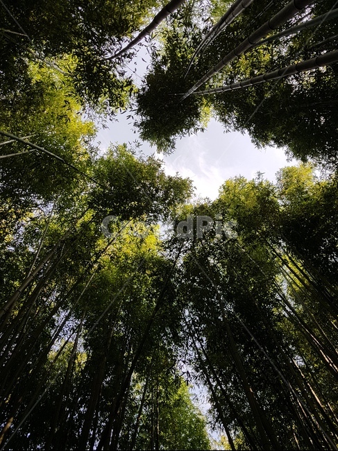 하늘,대나무,초록,여름,풍경,식물,자연,plants,nature,나무,trees,wood