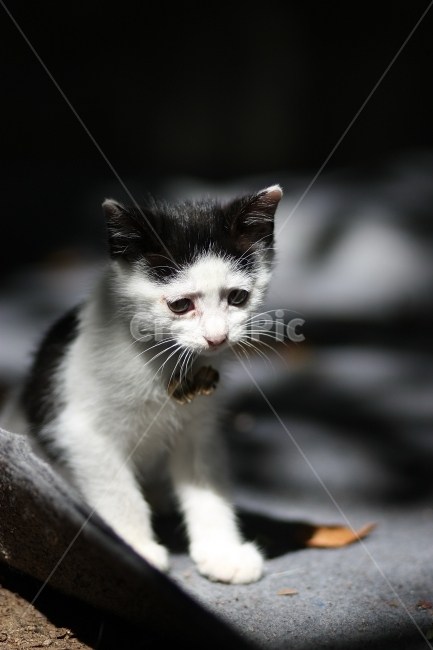 동물,animal,자연,nature,동물원,포유류,고양이,동물,animal,포유류,mammal,고양이,cat,kitten,kitty
