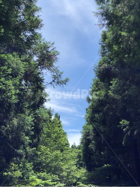 맑음,산길,산책로,나무,풍경,야외,하늘,새소리,숲길,숲속