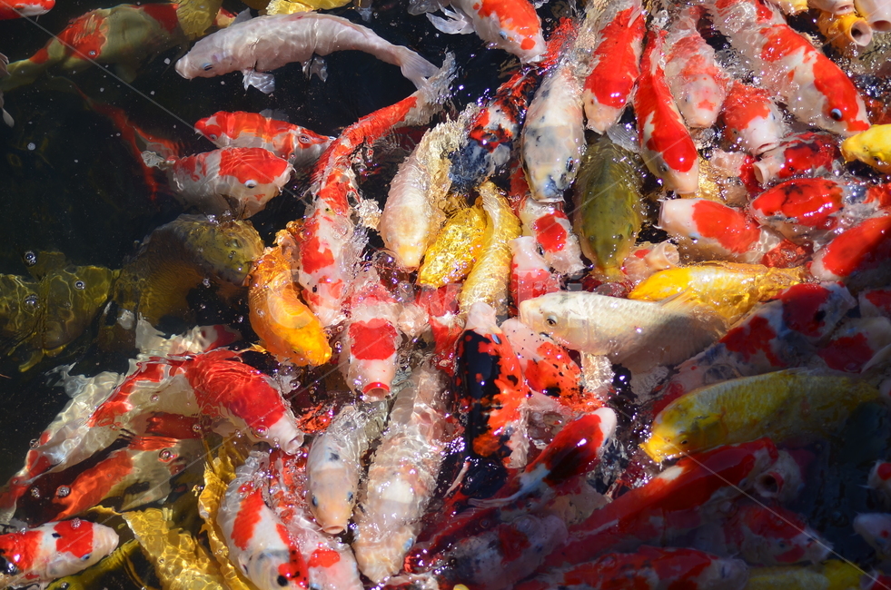 koi,잉어,fish,물고기,animal,동물,연못,금붕어,pond,goldfish
