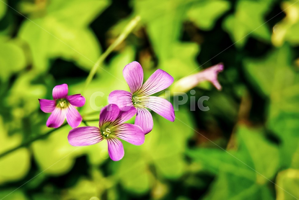 flower,꽃,blossom,식물,plant,옥살리스,보라꽃,purpleflower,purple,보라,spring,봄
