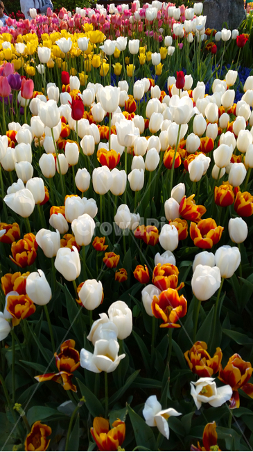 튤립,식물,flower,꽃,blossom,plant,tulip,화단,화원