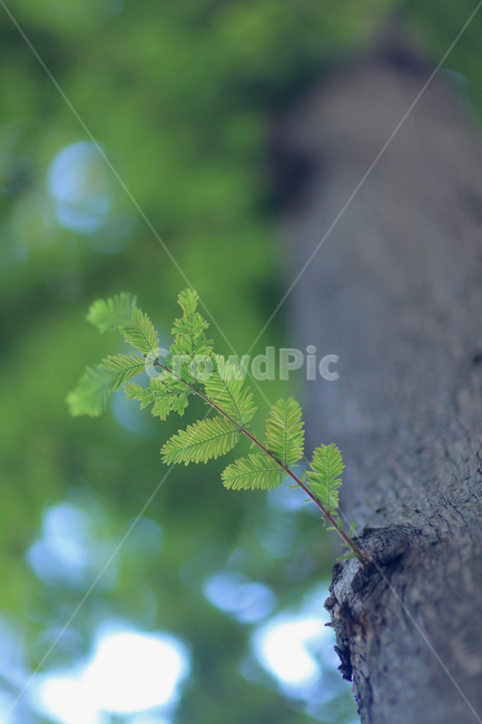 나무,나무잎,초록,아웃포커싱,심플,식물,자연,plants,nature