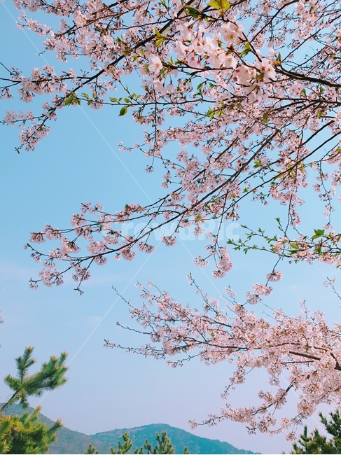 봄,하늘,벚꽃,벚나무,풍경,청명,풍경,배경사진,봄,계절,spring,season,식물,자연,plants,nature,꽃,flower,plant,tree,나무