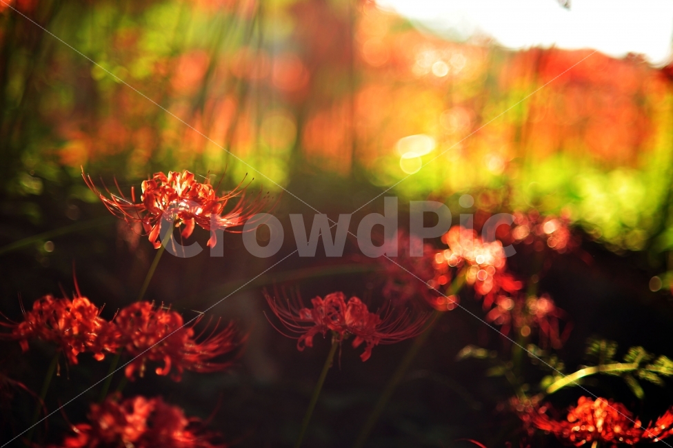 불갑사,상사화,꽃무릇,빛내림,꽃,가을,식물,자연,plants,nature,꽃,flower,감성,sensible,feeling,휴식,힐링,rest,relaxation,healing