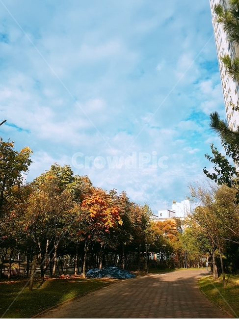tree,나무,하늘,구름,맑음,식물,자연,plants,nature,나무,trees,wood