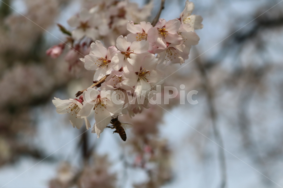 plant,식물,flower,꽃,꽃잎