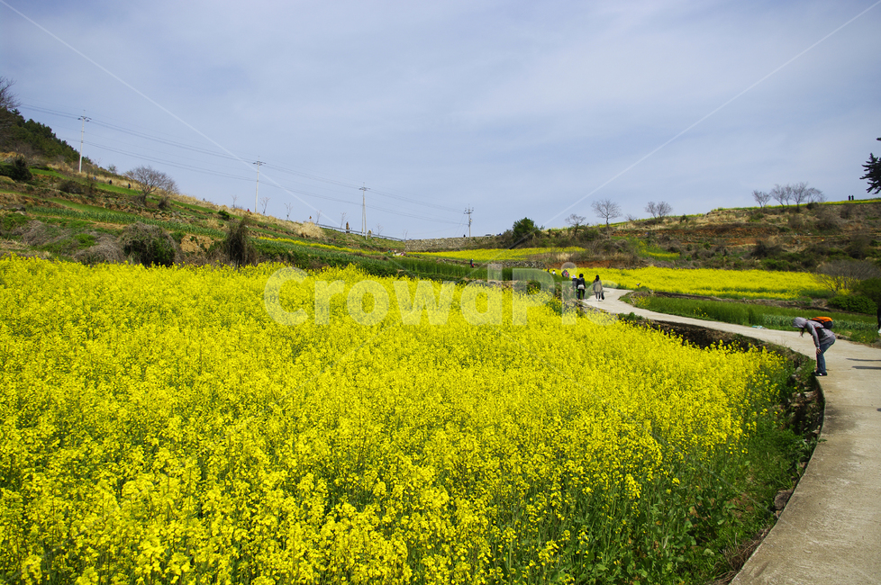 유채꽃,꽃밭,꽃,flower,계절,봄,spring,하늘,구름,풍경,봄,계절,spring,season,자연,풍경,nature,landscape,사람들,대중,군중,other people,crowd,grassland,목초지,outdoors,옥외,field,들,meadow,farm,농장,rural,농촌