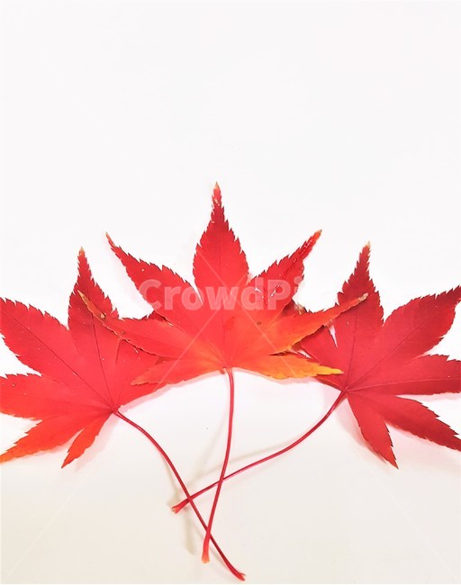 가을,단풍잎,단풍,빨간색,낙엽,fall,mapleleaf,maple,redcolor,fallenleaves,자연,nature,계절,season,가을,계절,fall,autumn,season,leaf,잎,plant,식물,tree,나무