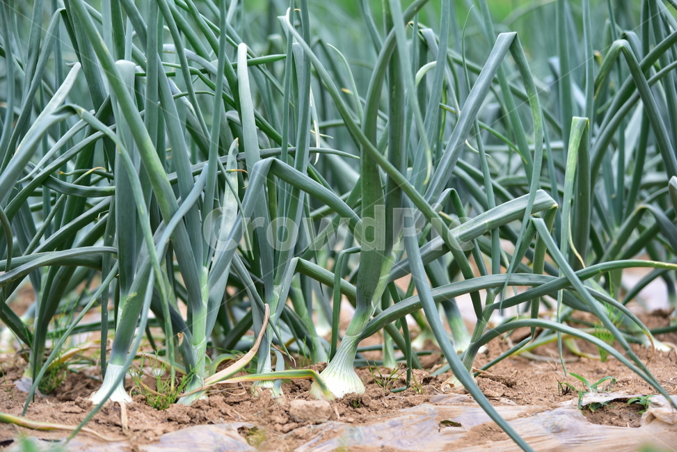 양파,양파밭,밭농사,흙,농촌,밭,농원,녹색,그린,초록,green,nature,자연