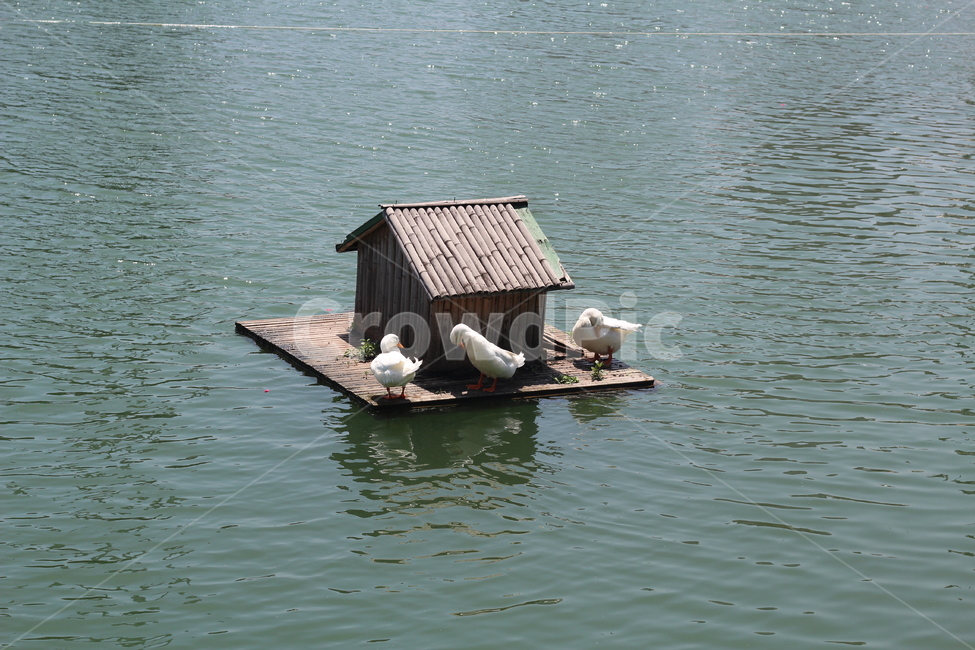 석촌호수,오리,duck,동물,lake,동물,animal,조류,새,birds