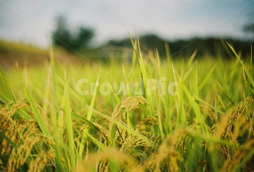 시골,논,벼,필름,자연,식물,자연,plants,nature