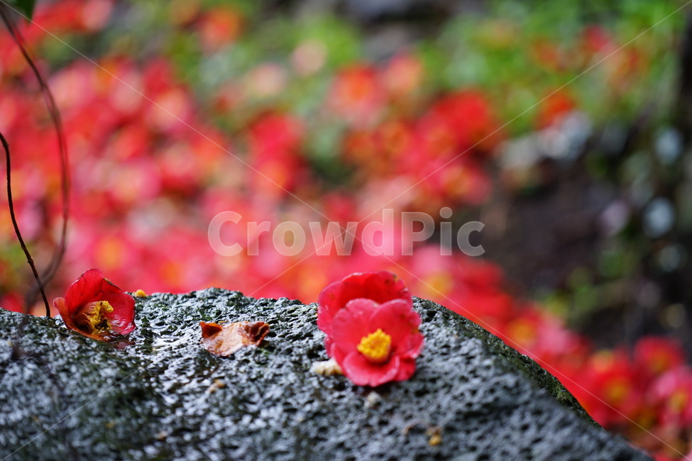 제주도,동백꽃,감성,빨강,꽃,식물,자연,plants,nature,꽃,flower,감성,sensible,feeling