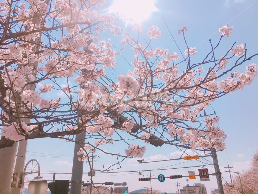 진해,봄,꽃,벚꽃,풍경,배경,하늘
