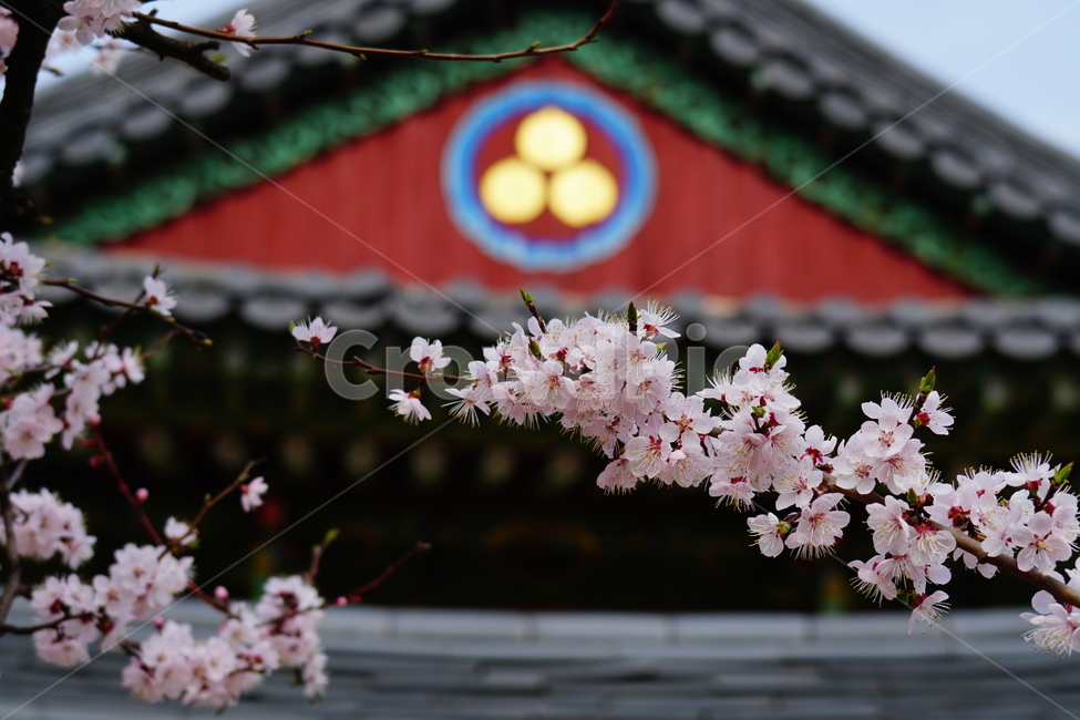 살구나무꽃,봄꽃,한국자연,꽃,꽃사진,플라워,flower,봄,spring,식물,plants,자연,nature,풍경,landscape,계절,season,snap,스냅,접사,macro,closeup,클로즈업,감성사진,감성,힐링,healing,느낌,feel,feeling,꽃밭,화단,나무,나뭇가지,tree,꽃봉오리,4월,April,살구나무,한옥,살구꽃,봄,계절,spring,season,한국전통,한국문화,korean traditional,korean culture,식물,자연,plants,nature,꽃,flower,종교,신앙,religion,belief,faith,plant