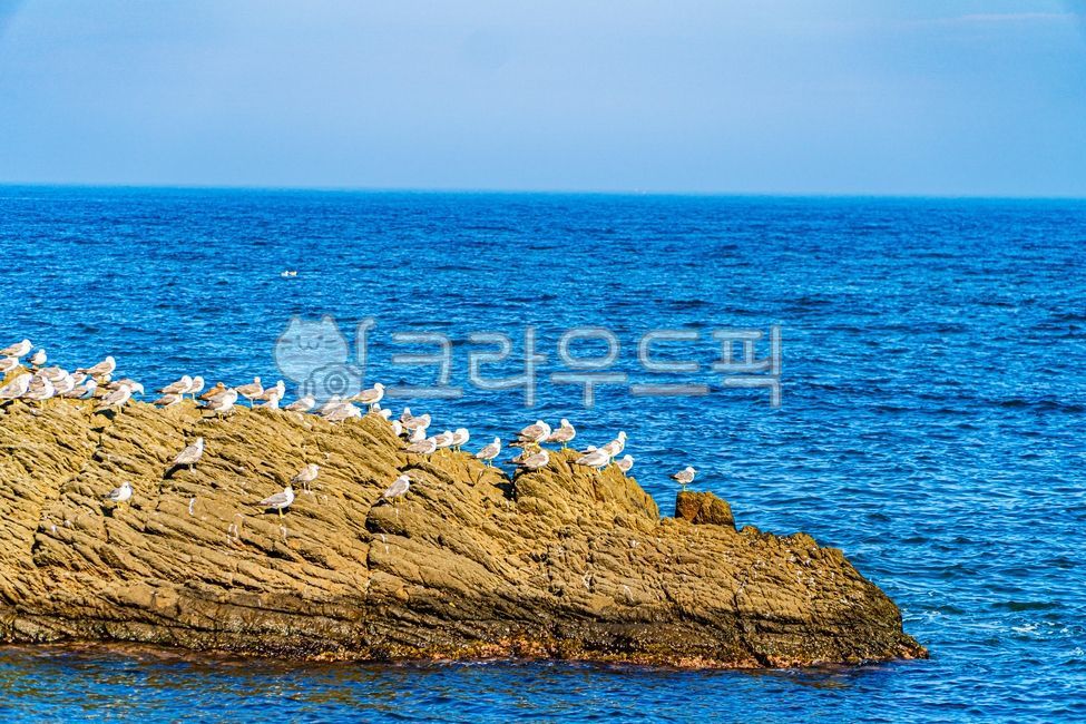 갈매기,바다,수평선,바다바위,새,horizon,sky,animal,동물,bird,nature,자연
