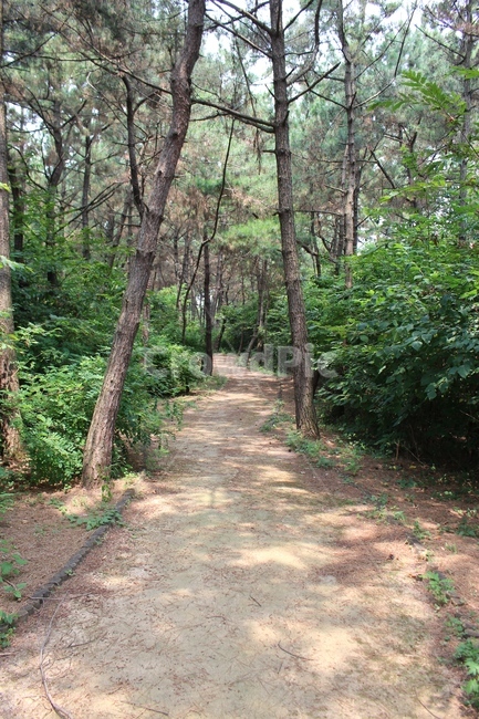 숲길,산림욕,산책,걷기,산,자연,풍경,nature,landscape,path,통로