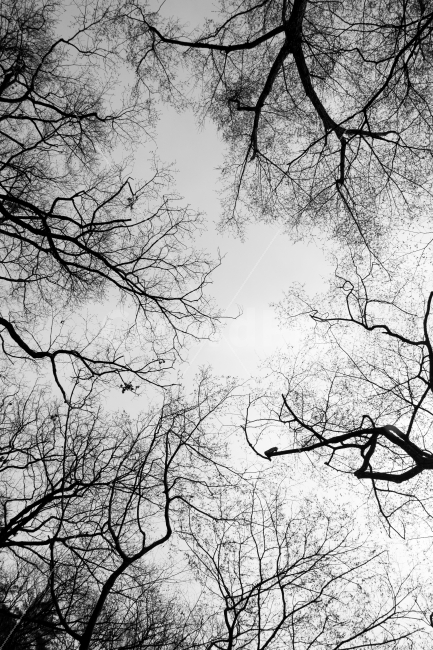 하늘,숲,겨울,나무,예술,흑백,뒤얽힌,나무가지,sky,forest,winter,tree,branch,art,wood,monochrome,intricate,자연,풍경,nature,landscape,흑백,모노톤,monochrome,black and white,plant,식물,tree trunk,나무 줄기