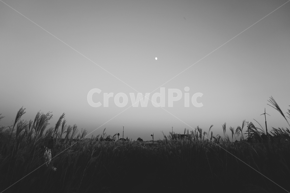 억새,달,흑백,자연,풍경,고독,억새밭,억새풀,메마름,감성,하늘공원,landscape,flamegrass,fall,moon,nature,korea,자연,풍경,nature,landscape,흑백,모노톤,monochrome,black and white
