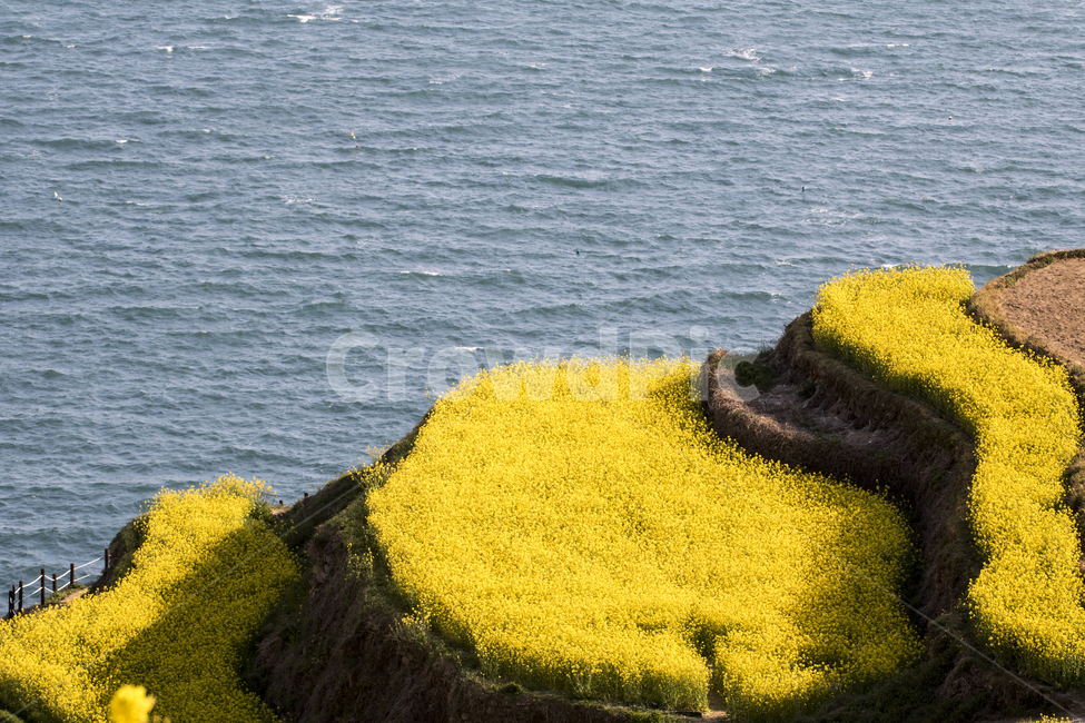 유채,유채꽃,다랭이논,바다,봄,봄꽃,봄,계절,spring,season,자연,풍경,nature,landscape,moss,이끼,plant,식물