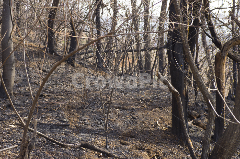 산불,나무,고목,검정,산,화재,scene,view,feeling,emotion,nature,landscape,season,풍경,감정,감성,자연,계절,wildfire,fire,ash,remains,tree,deadtree,black