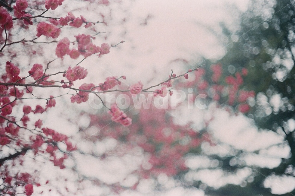 홍매화,꽃,봄,필름카메라,봄꽃,봄,계절,spring,season,식물,자연,plants,nature,꽃,flower,감성,sensible,feeling,plant,blossom