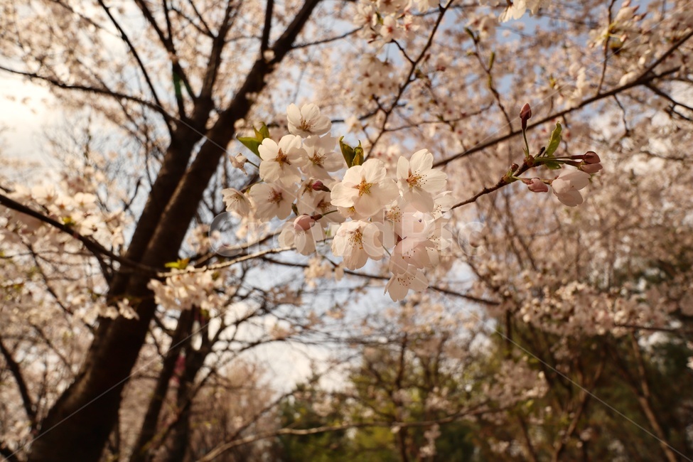 봄꽃,벚꽃,봄풍경,따스한봄풍경,풍경꽃