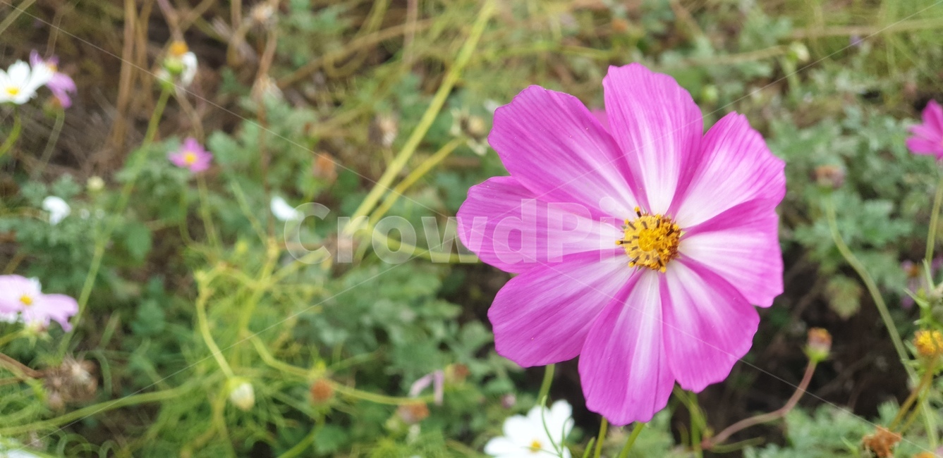 flower,꽃,cosmos,코스모스,봄,식물,자연,plants,nature,꽃,flower