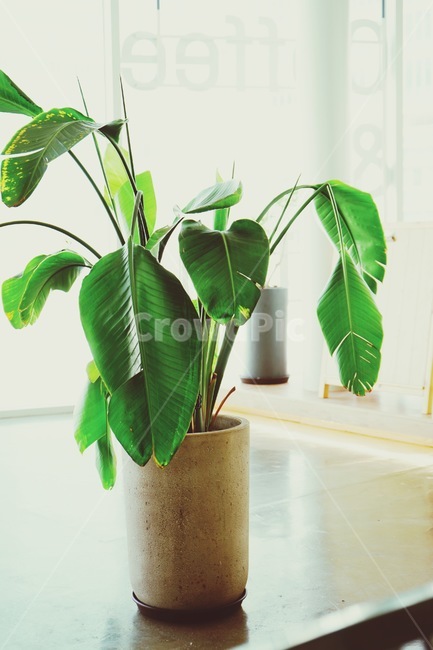 식물,화분,그린,인테리어,초록색,실내용화초,화분,화초,house plant