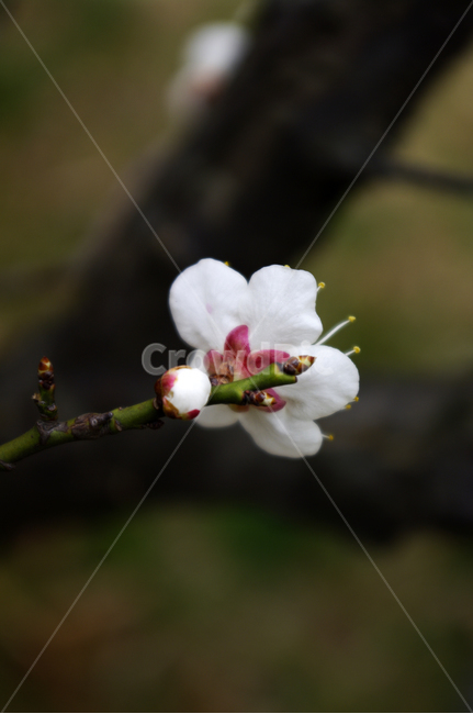 꽃,flower,매화,봄,spring,계절,식물,plant,식물,자연,plants,nature,꽃,flower