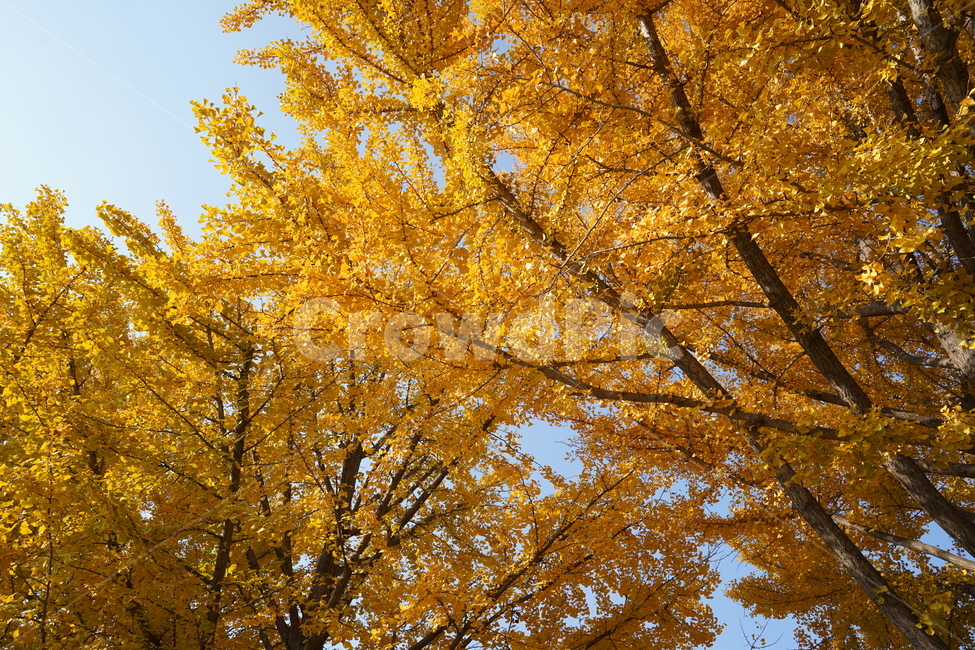 단풍,풍경,나무,가을,은행나무,가을,계절,fall,autumn,season,tree,plant,식물,maple
