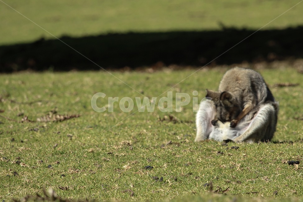 왈라비새끼,엄마왈라비,새끼주머니,와일드라이프,새끼왈라비,wildlife,wallaby,motherwallaby,babywallaby,australia,동물,animal,포유류,mammal