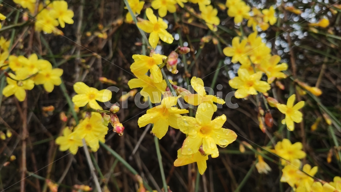 영춘화,중국원산,개나리의꽃,노란꽃,개나리,봄,봄꽃,blossom,plant,식물,flower,꽃