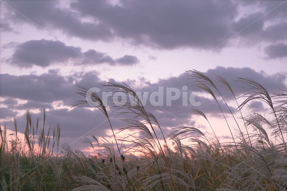 reed,갈대,grass,잔디,plant,식물,lawn