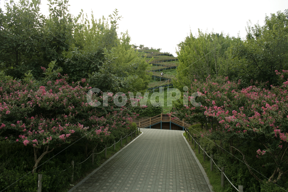 길,하늘공원,상암,목백일홍,꽃길,공원,계단,자연,풍경,nature,landscape,한국자연풍경,한국자연경관,korea nature landscape,garden,정원,outdoors,옥외,arbour,정자