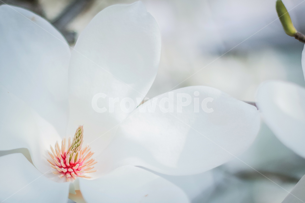 목련,봄,4월,감성사진,꽃,magnolia,spring,따뜻함,청결,순수,깨끗,flower,빛,봄,계절,spring,season,식물,자연,plants,nature,꽃,flower,감성,sensible,feeling,plant