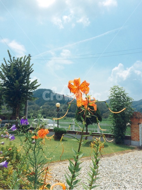 여름,자연,풍경,휴식,시골,맑음,꽃,하늘,flower,summer,nature,plants,힐링,healing,스마트폰사진,식물,자연,plants,nature,꽃,flower