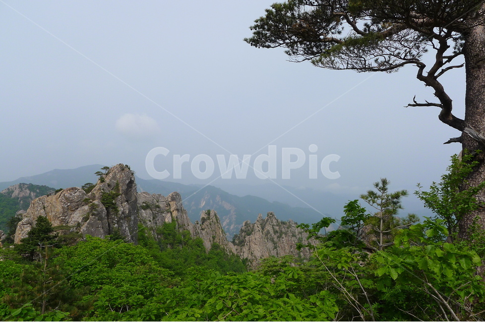 설악산,기암괴석,봉정암,국립공원,용아장성,한국자연풍경,한국자연경관,korea nature landscape,나무,trees,wood