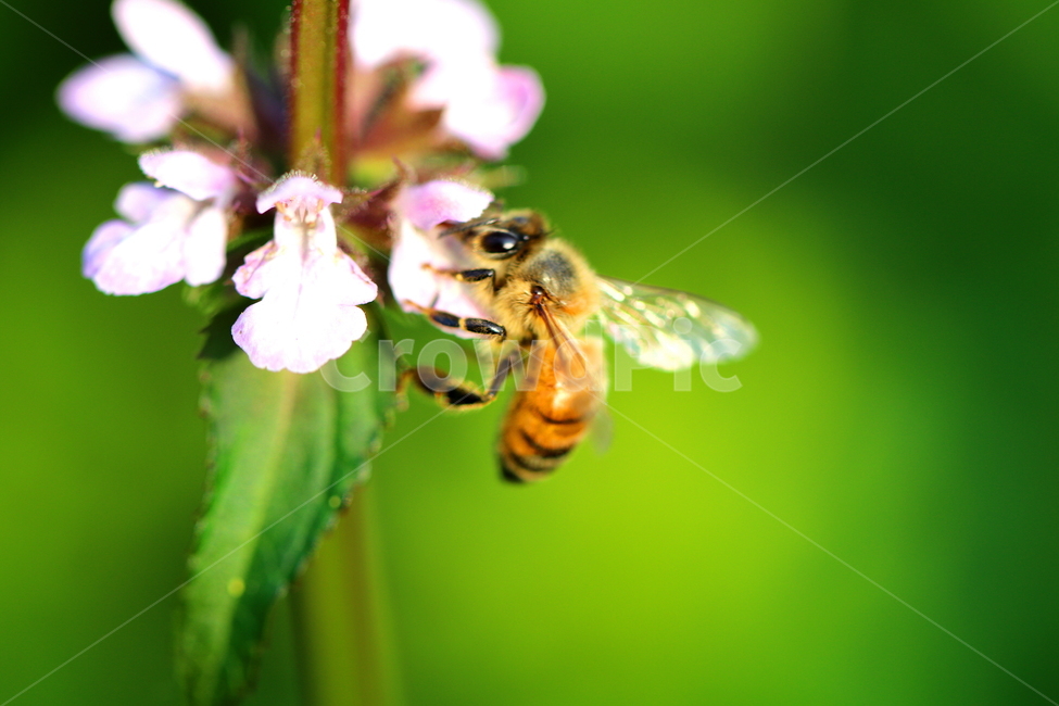 동물,곤충,벌레,식물,꽃,자연,식물,자연,plants,nature,꽃,flower,동물,animal,곤충,벌레,insect,bug
