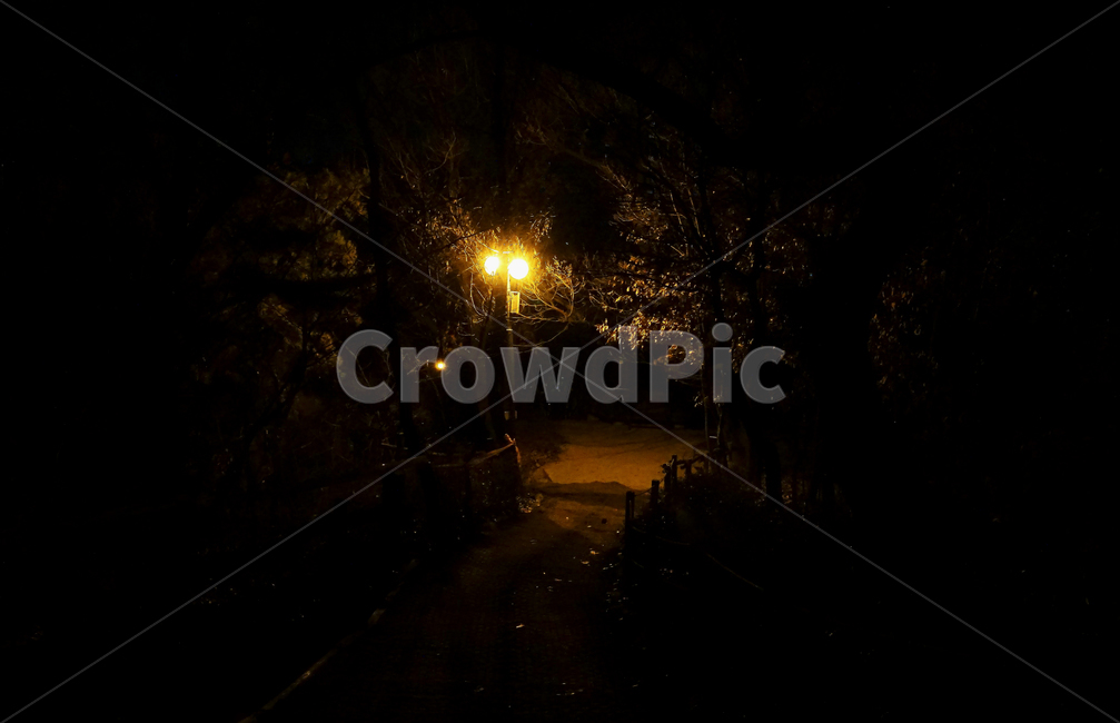 숲속,숲,불빛,가로등,산,으슥한,forest,light,streetlamp,mountains,secluded,야경,밤,풍경,nightscape,night,landscape,빛,flare,플레어
