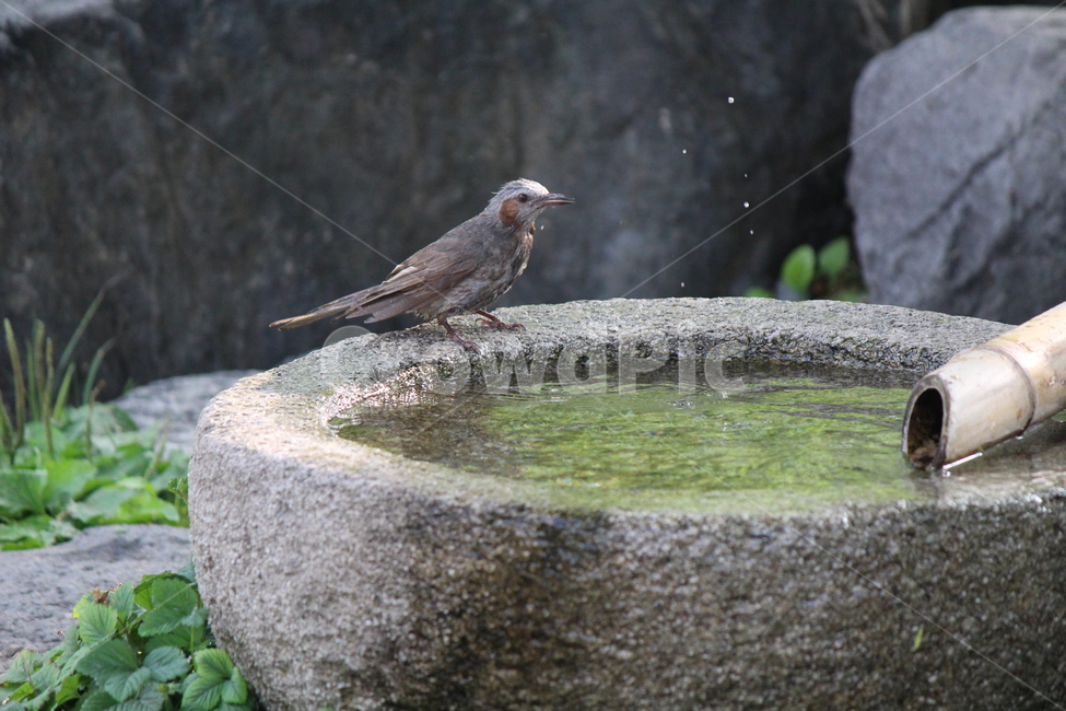 bird,새,animal,동물,매,약수,샤워,더위,갈증,accipiter,water,hot,thirsty,동물,animal,조류,새,birds