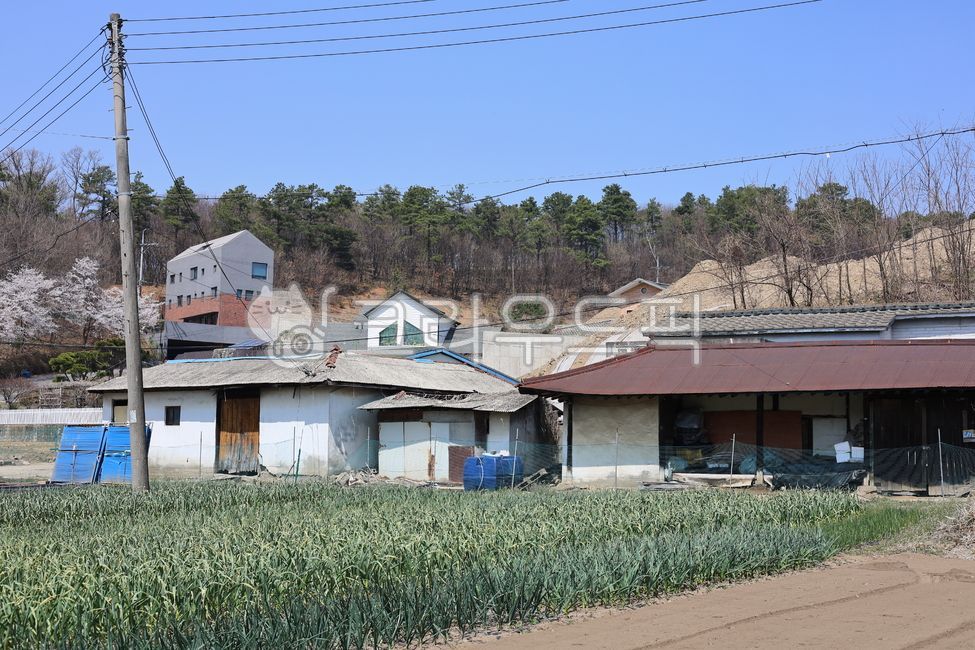 시골풍경,한국시골,농촌풍경,시골마을,고즈넉한,한적한마을,시골길,옛날집,농가,시골생활,포근한시골,ruralkorea,koreancountryside,rurallandscape,traditionalvillage,countrysidelandscape,villagehouse,slowlife,oldkoreanhouse,vintagekorea,rurallifestyle,oldtimevibe