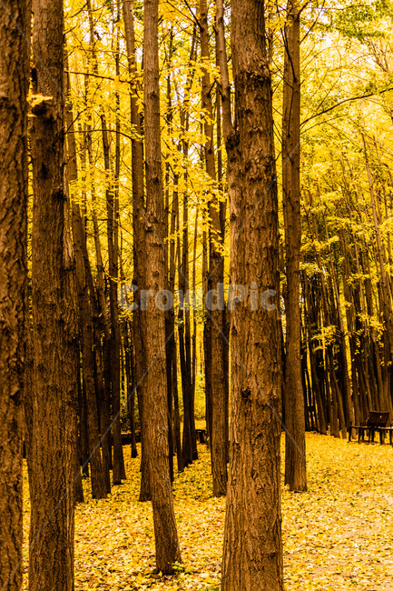 은행,은행나무,은행나무숲,은행잎,은행숲,가을,계절,fall,autumn,season,식물,자연,plants,nature,나무,trees,wood,tree,plant