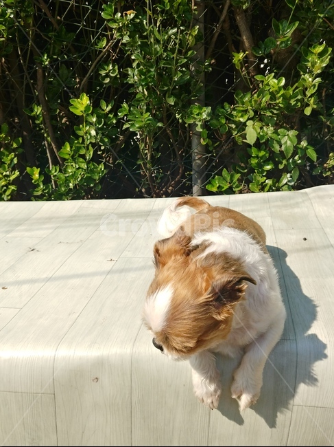 동물,강아지,시츄,산책,반려견,동물,animal,포유류,mammal,개,강아지,dog,doggy