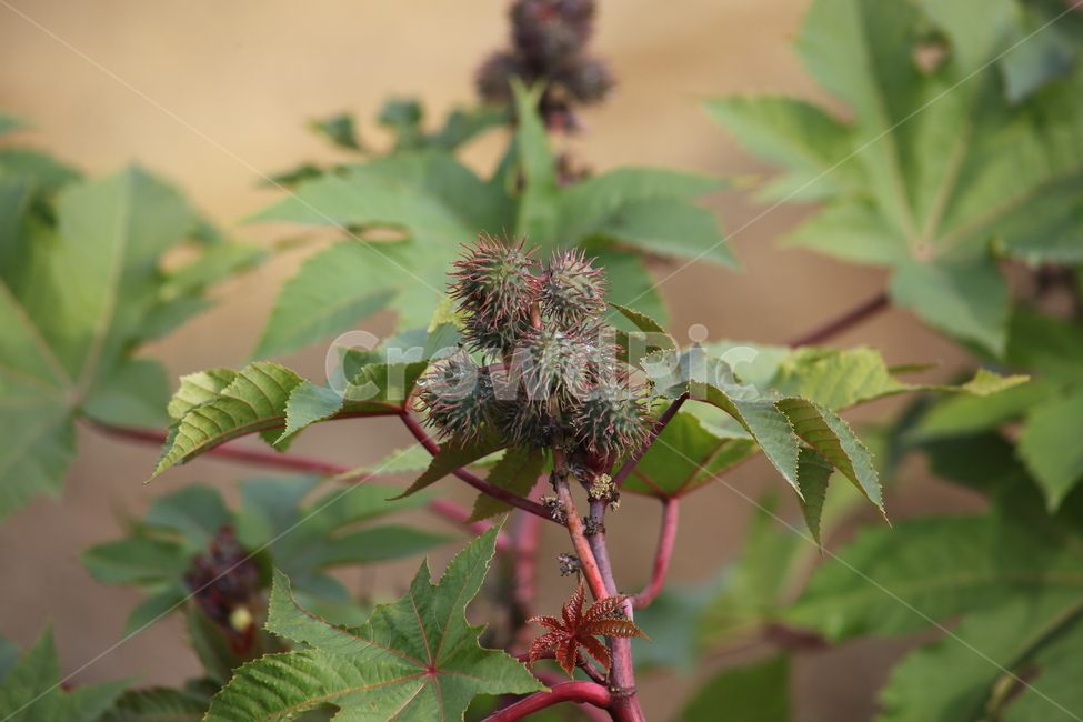 피마자,아주까리,열매,식물,castorbean,식물,자연,plants,nature,과일,열매,fruit
